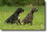 Deutsche Dogge