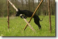 Deutsche Dogge