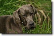 Deutsche Dogge