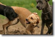 Deutsche Dogge