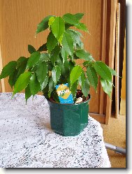 Fikus Bendamina