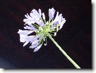 Agapanthus