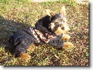 Jorkšírský terier, Yorkshire Terrier,