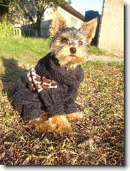 Jorkšírský terier, Yorkshire Terrier,
