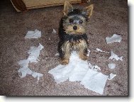 Jorkšírský terier, Yorkshire Terrier,