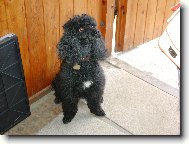 Poodle, Caniche
