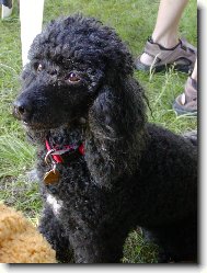 Poodle, Caniche