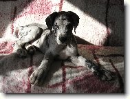Deutsche Dogge