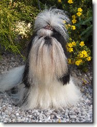 icu, Shih-Tzu