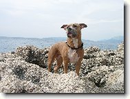 American Staffordshire Terrier