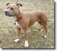 American Staffordshire Terrier