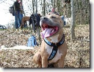 American Staffordshire Terrier