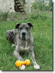 Deutsche Dogge