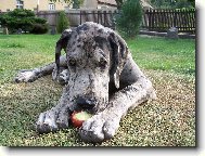 Deutsche Dogge
