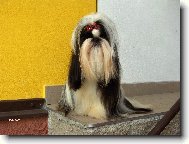 icu, Shih-Tzu