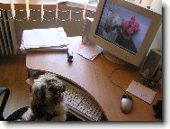 icu, Shih-Tzu