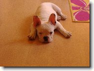 Bouledogue francais, French Bulldog