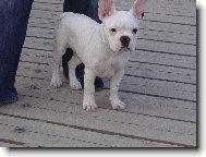 Bouledogue francais, French Bulldog