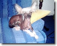 Chinese Crested Dog