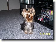 Jorkšírský terier, Yorkshire Terrier,