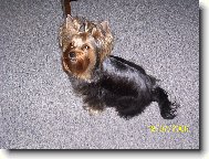 Jorkšírský terier, Yorkshire Terrier,