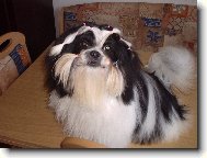 icu, Shih-Tzu
