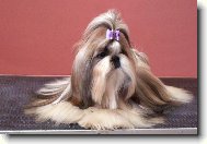 icu, Shih-Tzu