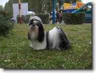 icu, Shih-Tzu
