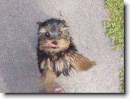 Jorkšírský terier, Yorkshire Terrier,