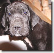 Deutsche Dogge