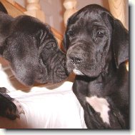 Deutsche Dogge