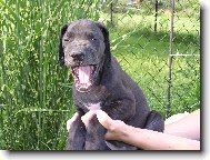 Deutsche Dogge