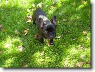 Bouledogue francais, French Bulldog