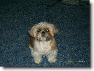 icu, Shih-Tzu