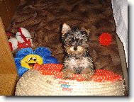 Jorkšírský terier, Yorkshire Terrier,