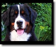 Berner Sennenhund