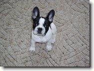 Bouledogue francais, French Bulldog