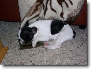 Bouledogue francais, French Bulldog