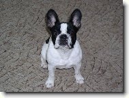 Bouledogue francais, French Bulldog