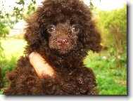 Poodle, Caniche