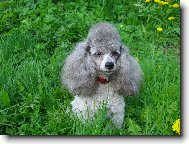 Poodle, Caniche