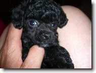 Poodle, Caniche