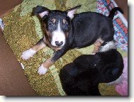 Bull Terrier