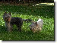 Jorkšírský terier, Yorkshire Terrier,