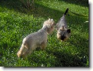 Jorkšírský terier, Yorkshire Terrier,