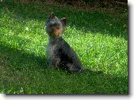 Jorkšírský terier, Yorkshire Terrier,