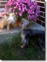Jorkšírský terier, Yorkshire Terrier,