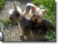 Jorkšírský terier, Yorkshire Terrier,