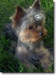 Jorkšírský terier, Yorkshire Terrier,