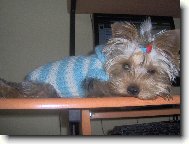 Jorkšírský terier, Yorkshire Terrier,